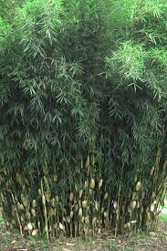 Image result for Turraea robusta