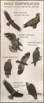 55 Best Bold Eagle Images Eagle Birds Of Prey Beautiful