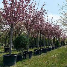 Alberi Di Prunus Serrulata Kanzan A Pronto Effetto Circonferenza 40 50 In Vaso Prunus Prunuskanzan Kanzan Cherrytree Vivaio Mobili Per Bambini Vasi