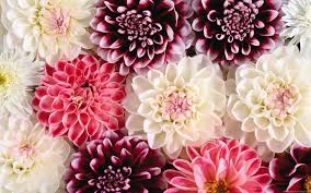 Dark Floral Aesthetic Desktop Wallpaper