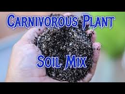 This is one of the best and most versatile carnivorous plant soil mixtures you can create. How To Make Venus Flytrap Soil Mix Best Carnivorous Plant Soil Mixture For Pitcher Plants And More Youtube