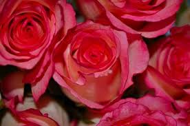 Dreamstime is the world`s largest stock photography community. Romantic Love Flowers Free Stock Photos Download 12 413 Free Stock Photos For Commercial Use Format Hd High Resolution Jpg Images