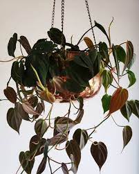 Philodendron Micans In Copper Planter Hanging Plants House Plants Pretty Plants