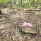 Historic Homesite Volunteer Workday