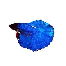 If more than one male fish are. Premium Rose Petal Male Betta Fish Fish Goldfish Betta More Petsmart