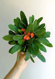 Image result for Euphorbia eylesii