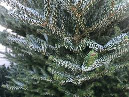 Daphne is a superb small evergreen shrub for the garden. The 9 Most Interesting Evergreens To Plant In Massachussets