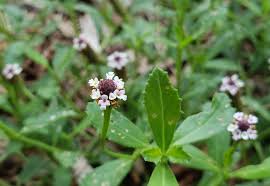Image result for Phyla nodiflora