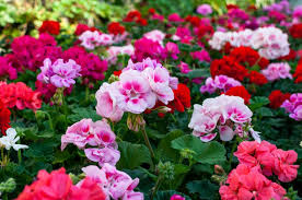 We did not find results for: 10 Favorite Colorado Perennials Garden Lovers Club