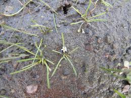 Image result for Limosella