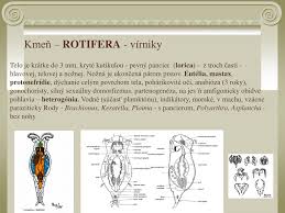 1 definitions found for rebrovky. Ppt Kmen Acnidaria Ctenophora NepÅ•hlivce Rebrovky Powerpoint Presentation Id 4470168