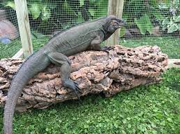 Pin On Reptiles