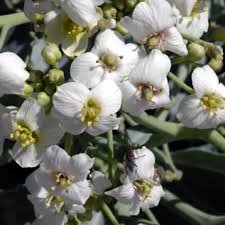 Image result for Emilia abyssinica