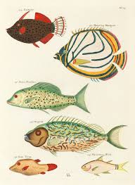 Colourful And Surreal Illustrations Of Fishes Found In Moluccas Indonesia And The East Indies By Louis Renard 1 Fish Illustration Ocean Print Japan Painting