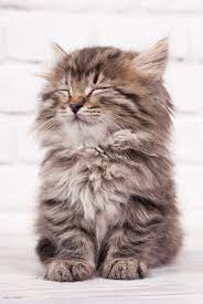 Amoxicillin For Cats How It Works Dosage And Side Effects Amoxicillin For Cats Cats Kittens