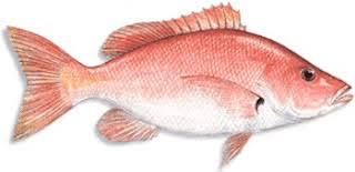 Check spelling or type a new query. Bulan Musim Ikan Kakap Putih Mancing Kakap Di Tambak Youtube
