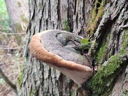 Image result for Phellinus igniarius