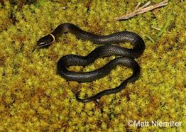 Webnovel>all keywords>snake with red ring around neck. Ring Necked Snake