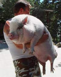Post up pictures and information about the pet your selling or if your looking for a pet to buy! Teacup Pigs Pet Health Insurance Tips