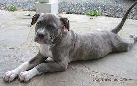 Maybe you would like to learn more about one of these? American Pitbull Terrier Dog Breed Pictures 7
