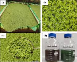 Image result for Azolla