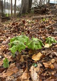 Image result for Podophyllum  peltatum