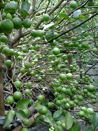 Bagi beberapa orang, buah kiwi dapat menyebabkan alergi, seperti mulut gatal. Jika Tanam Pokok Tapi Malas Nak Berbuah Cuba Ikut Formula Ni Orang Thai Dah Lama Buat Keluarga