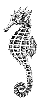 File Sea Horse 1 Psf S 820006 Png Wikimedia Commons Seahorse Art Seahorse Painting Seahorse Drawing