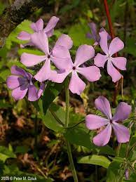 Pin On Wild Flowers