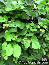 Image result for Pueraria