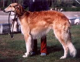 Borzoi, the russian wolfhound, is the most aristocratic russian dog breed. Borzoi Facts And Information Viovet