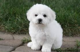 They are among the group of little white dogs that have been treasured by aristocrats for hundreds of years. Really White Bichon Frise Puppies For Sale In Minnetonka Minnesota Classified Americanlisted Com