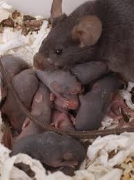 Pest control for rats in santa barbara is very important considering all of the elements that are available for rats to thrive. D C Named Third Most Rat Infested City In The U S Wjla