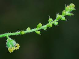 Image result for Tragia prostrata