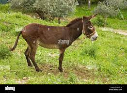 A Donkey In Nazareth Village Which Open Air Museum That Reconstructs  Reenacts Village Life In Galilee In Time Jesus Stock Photo - Alamy