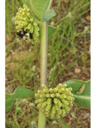 Asclepias Viridiflora Green Comet Milkweed Native Plants Of North America