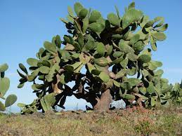 This will help it maintain heat during any cooler seasons or nights, as well as help it retain water the cactus around once a month, depending on where you live and your climate. Cactus Like Tree Cactus Types Cactus And Succulents Cactus