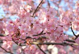 Arrizo7 endirim 20% azn ətrafli. Cherry Blossoms In Japan These Places To See Sakura In Kanagawa