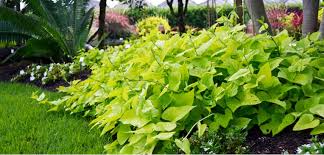 Sweet potatoes are really simple to grow. Sweet Potato Vine Costa Farms