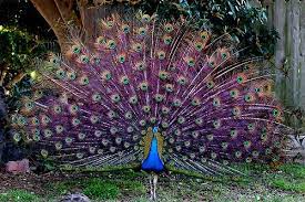 peacock hayvanlar tavus kusu hayvan fotografciligi