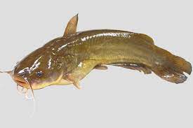 They also have either a light yellow to olive green color on their back with a white to yellow belly. Working With Mother Nature And The Bullhead Catfish Milligan S Gander Hill Farm
