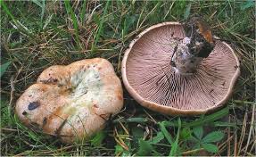 Image result for Lactarius mutabilis