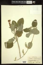 Image result for Astripomoea hyoscyamoides