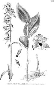 Image result for Epipactis africana