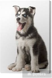Essen kultur medizin politik wirtschaft. Leinwandbild Adorable Schwarz Und Weiss Mit Blauen Augen Husky Welpen Pixers Wir Leben Um Zu Verandern