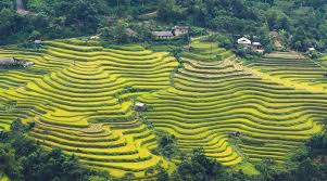Duong lam village (13km from ha noi). 10 Most Beautiful Rice Fields In Vietnam Best Season 2021 Localvietnam
