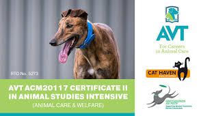 Possessing a graceful, athletic body, a greyhound at top speed is breathtaking. Greyhounds As Pets Archives Racing Wagering Wa