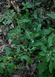 Image result for Crassocephalum rubens