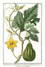 Image result for Cucurbita