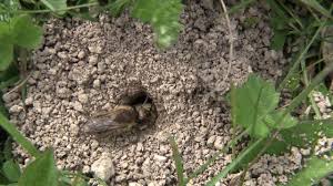 Abeilles Etonnantes Abeilles Fouisseuses Youtube